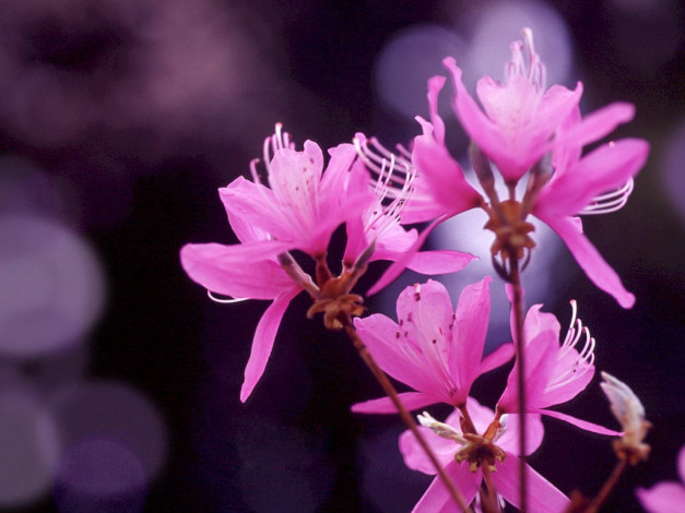 Обои картинки фото цветы