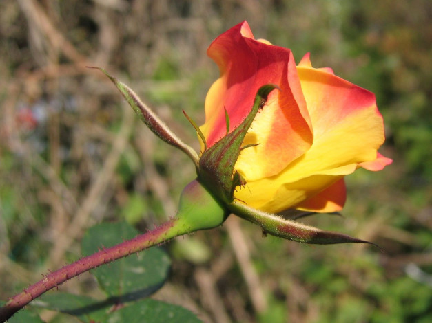 Обои картинки фото цветы, розы