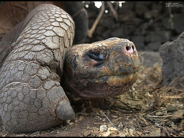 Обои картинки фото tamirlan, прощальный, взгляд, животные, Черепахи