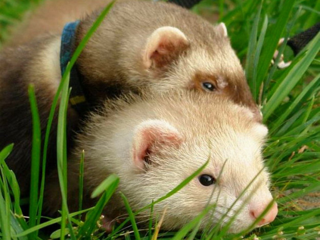 Обои картинки фото животные, хорьки, ласки, соболи, горностаи, куницы
