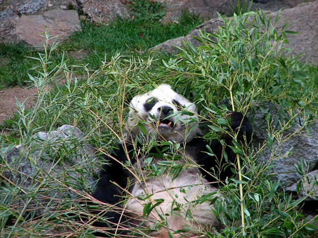 Обои картинки фото животные, панды