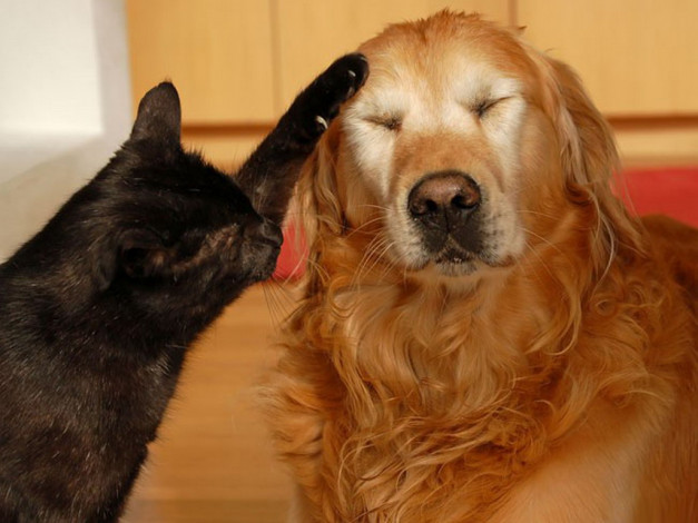 Обои картинки фото животные, разные, вместе