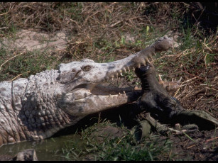 Картинка животные крокодилы