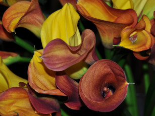 Картинка цветы каллы