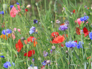 Картинка цветы луговые полевые