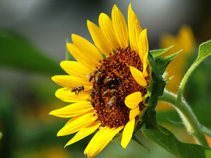 Картинка цветы подсолнухи