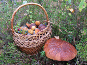 Картинка еда грибы грибные блюда