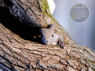 обоя календари, животные