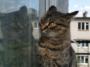 Картинка животные коты