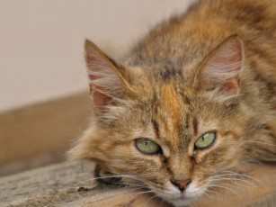 Картинка животные коты