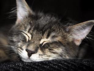 Картинка животные коты