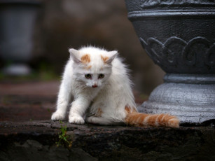 Картинка животные коты