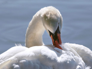 Картинка животные лебеди