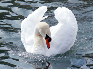 Картинка животные лебеди