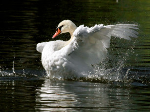 Картинка животные лебеди