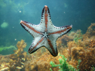 Картинка животные морские звёзды