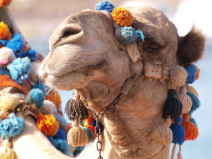 Картинка животные верблюды