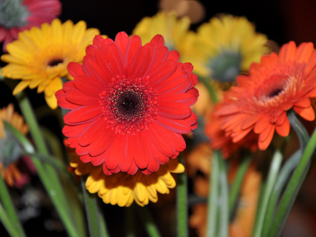 Обои картинки фото цветы, герберы