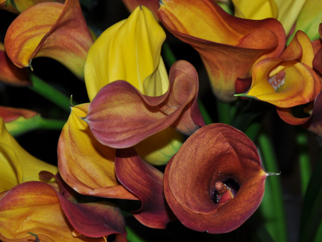 Обои картинки фото цветы, каллы