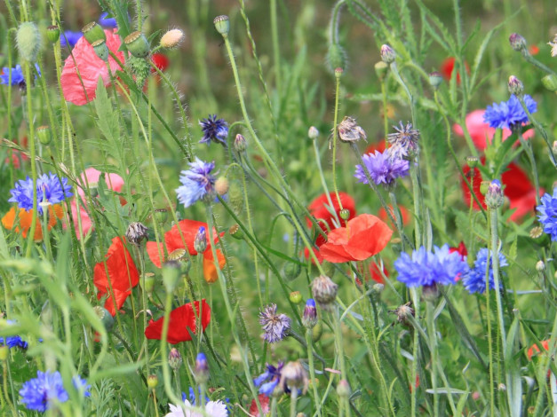 Обои картинки фото цветы, луговые, полевые