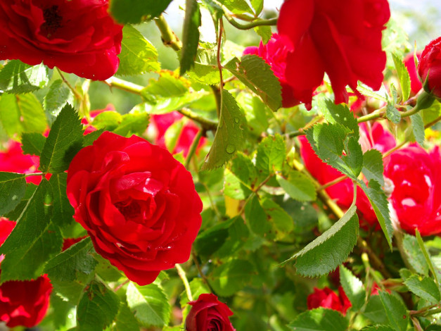 Обои картинки фото цветы, розы