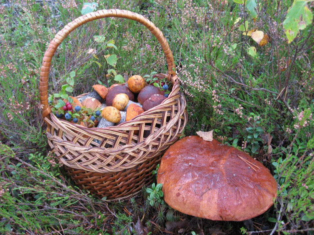 Обои картинки фото еда, грибы, грибные, блюда