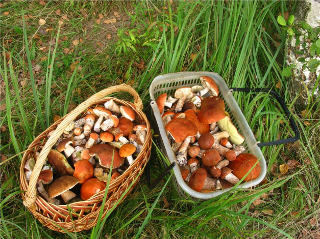 Обои картинки фото еда, грибы, грибные, блюда