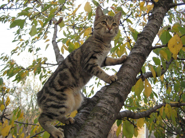 Обои картинки фото животные, коты