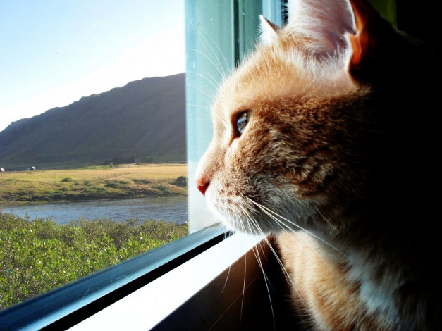 Обои картинки фото животные, коты