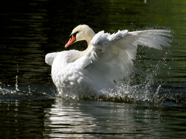 Обои картинки фото животные, лебеди