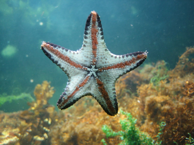 Обои картинки фото животные, морские, звёзды