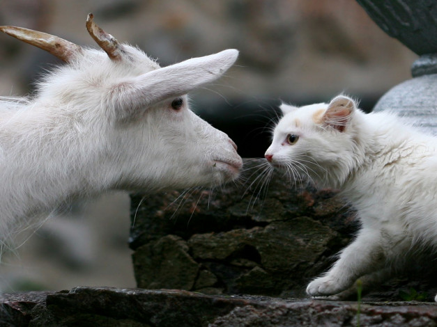 Обои картинки фото животные, разные, вместе