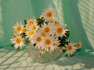 Картинка авт nezabudka fn цветы ромашки