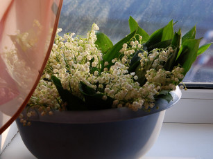 Картинка авт тамара цветы ландыши