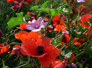 Картинка цветы разные вместе