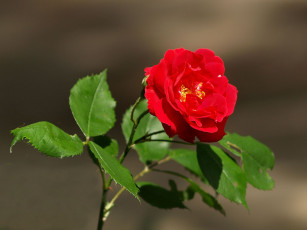 Картинка цветы розы