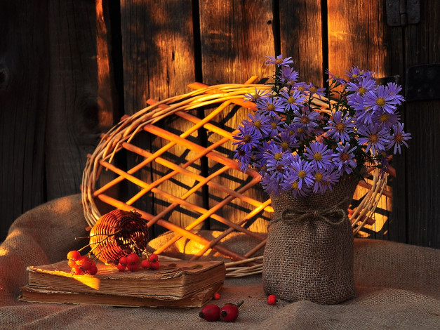 Обои картинки фото авт, putevodnaya, цветы, астры