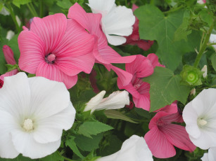 Картинка цветы лаватера белый розовый