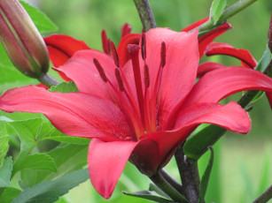 Картинка цветы лилии лилейники алый