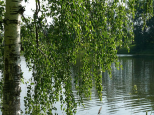 Картинка природа реки озера река береза вода