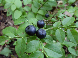 Картинка природа Ягоды голубика