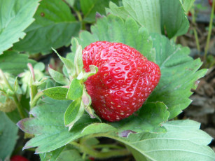 Картинка природа Ягоды клубника красная ягода листья