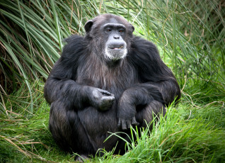 Картинка животные обезьяны шимпанзе