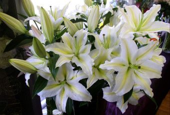 Картинка цветы лилии лилейники бутоны белый