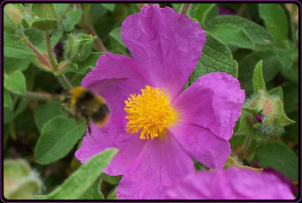 Картинка цветы листья