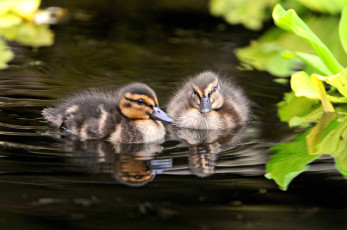 Картинка животные утки утята вода