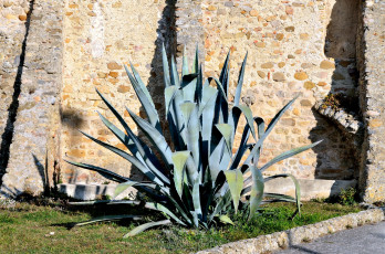 Картинка природа другое агава