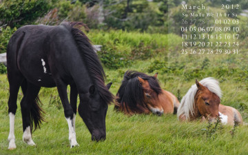 обоя календари, животные, лошади