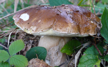 Картинка природа грибы боровик