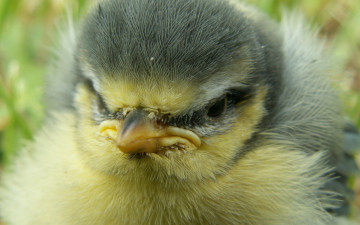 Картинка животные птицы макро